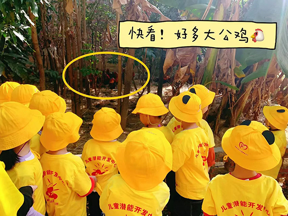 幼“趣”秋收-蔬菜采摘活动(图3)