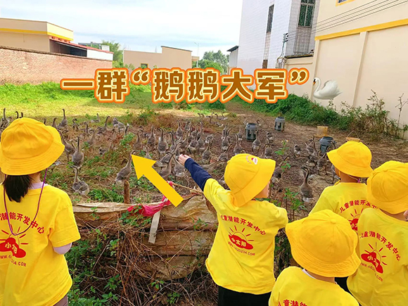 幼“趣”秋收-蔬菜采摘活动(图5)