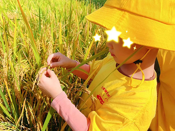 幼“趣”秋收-蔬菜采摘活动(图8)