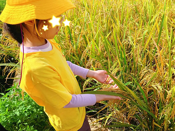 幼“趣”秋收-蔬菜采摘活动(图9)