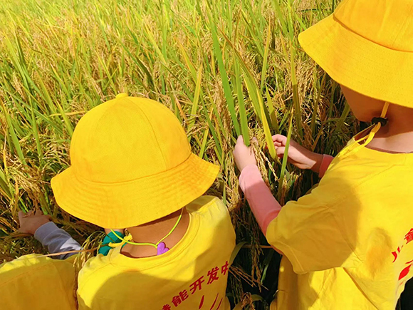 幼“趣”秋收-蔬菜采摘活动(图10)