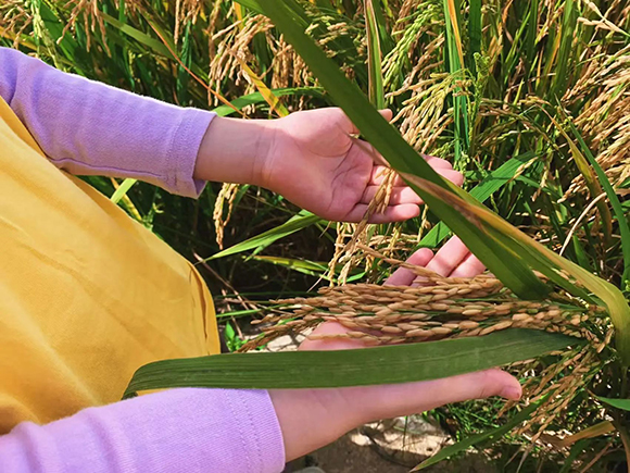 幼“趣”秋收-蔬菜采摘活动(图11)