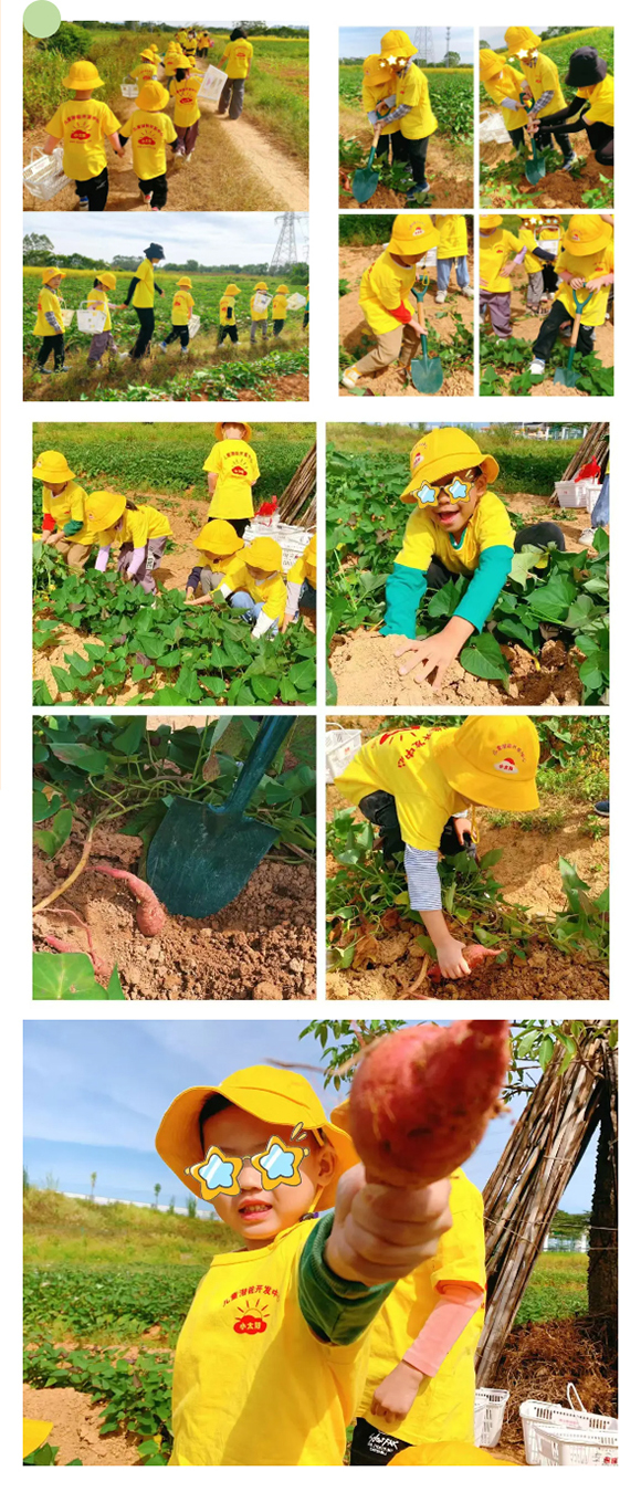 幼“趣”秋收-蔬菜采摘活动(图13)