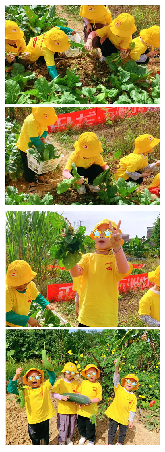幼“趣”秋收-蔬菜采摘活动(图15)