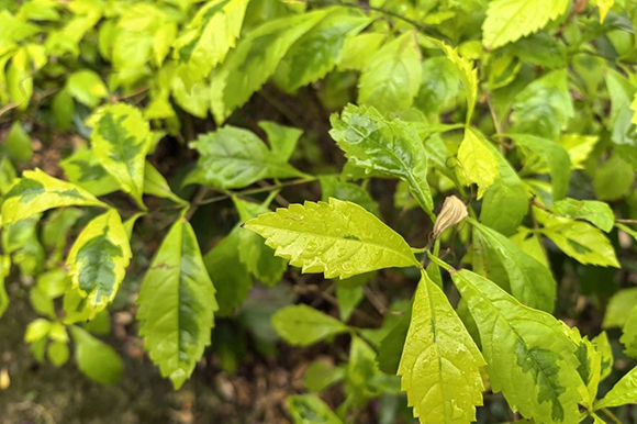 【节气课程】二十四节气之雨水(图4) 【节气课程】二十四节气之雨水(图4)